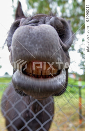 Open horse mouth with big teeth 98090013