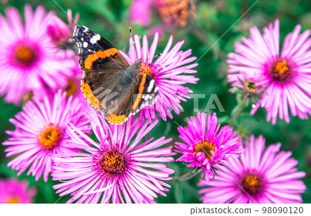 Butterfly Red Admiral on violet flower 98090120