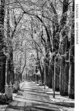 Snowy trees in park 98090291
