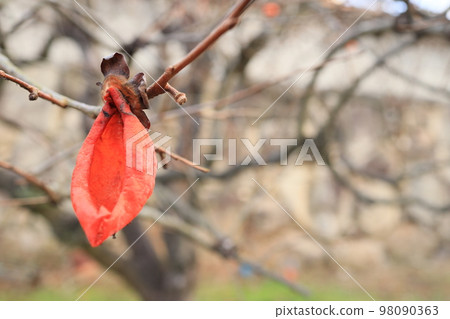 Persimmons eaten by birds Persimmons eaten by birds 98090363