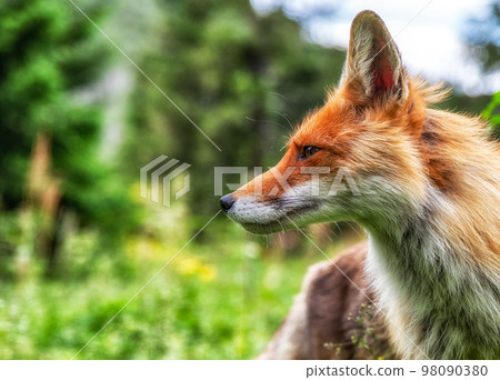 Head of red fox 98090380