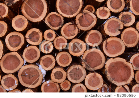 堆疊的雪松原木 98090680