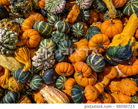 Background of various decorative small pumpkins from above. Background of various decorative small pumpkins from above. 98090723