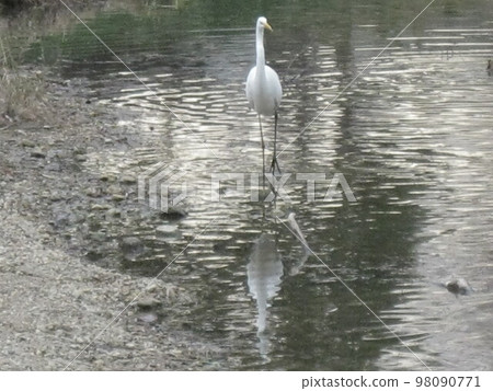 A white heron walking on the surface of the water. A white heron walking on the surface of the water. 98090771