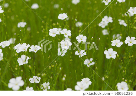 White flax flowers, close up, floral texture White flax flowers, close up, floral texture 98091226