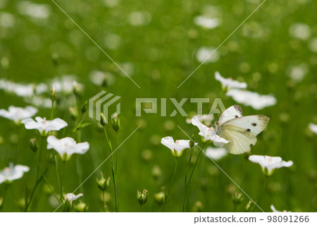 A white butterfly sits on white flax flowers, on a flowering flax plantation A white butterfly sits on white flax flowers, on a flowering flax plantation 98091266
