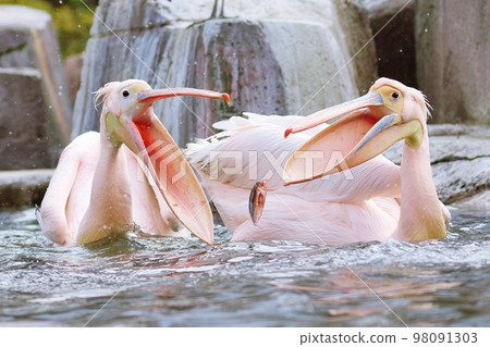 Great white pelicans competing for fish 98091303