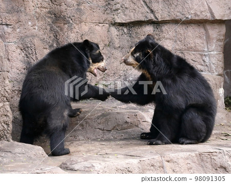 Spectacled bear couple holding hands 98091305