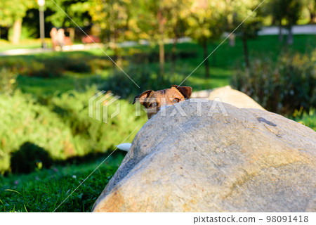 Dog hiding behind a stone playing hide-and-seek 98091418
