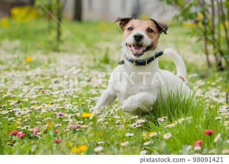 Springtime scene with happy dog playing on fresh green grass among spring flowers. Protect your pet from ticks and fleas concept. 98091421