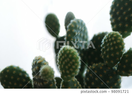 Close-up cactus blank space white background Close-up cactus blank space white background 98091721