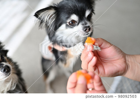 chihuahua eating oranges chihuahua eating oranges 98092503