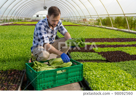 Male worker squatting, stacking crops in a box while in a greenhouse 98092560