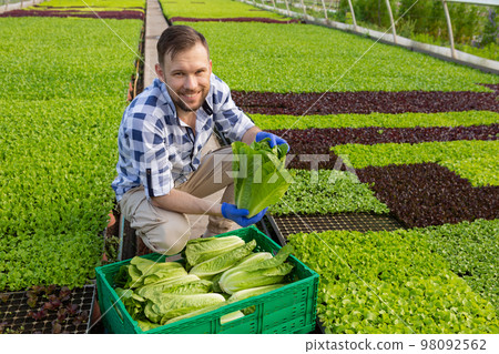 Cheerful farmer, being in a greenhouse, harvests lettuce, romaine lettuce in hands 98092562
