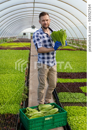 A male farmer stands in a greenhouse, holding a bunch of lettuces in his hands, the concept of harvesting A male farmer stands in a greenhouse, holding a bunch of lettuces in his hands, the concept of harvesting 98092564