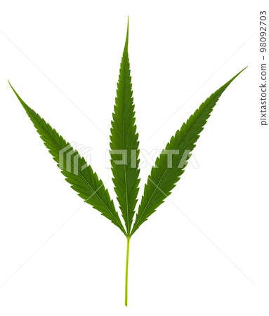 Cannabis leaf, marijuana leaves for use in cooking and has medicinal properties isolated on white background Cannabis leaf, marijuana leaves for use in cooking and has medicinal properties isolated on white background 98092703