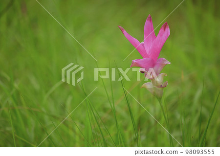 Curcuma sessili pink is blooming beautifully 98093555