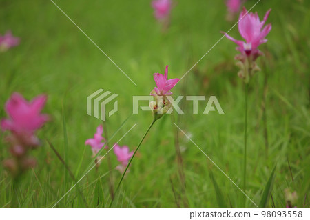 Curcuma sessili pink is blooming beautifully 98093558