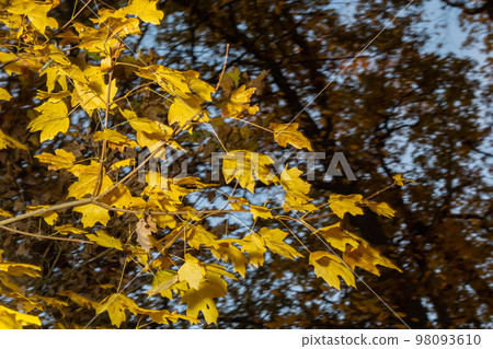 Autumn yellow maple leaf among green foliage. Early Autumn 98093610