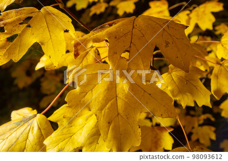 Autumn yellow maple leaf among green foliage. Early Autumn Autumn yellow maple leaf among green foliage. Early Autumn 98093612