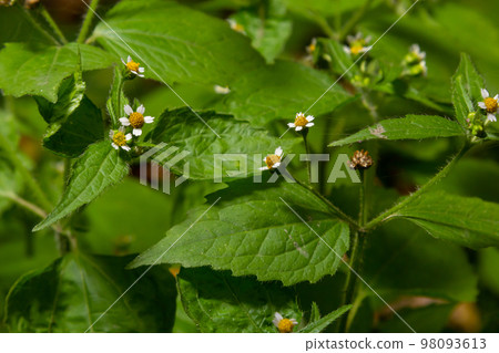 close-up photo Galinsoga quadriradiata is a species of flowering plant in the family Asteraceae close-up photo Galinsoga quadriradiata is a species of flowering plant in the family Asteraceae 98093613