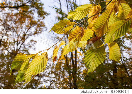 Hornbeam leaves. Autumn leaves in golden color and with beautiful texture Hornbeam leaves. Autumn leaves in golden color and with beautiful texture 98093614