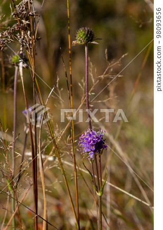 Succisa pratensis, Succisa pratensis, Devil's-Bit Scabious, Dipsacaceae. A wild plant shot in the Succisa pratensis, Succisa pratensis, Devil's-Bit Scabious, Dipsacaceae. A wild plant shot in the 98093656