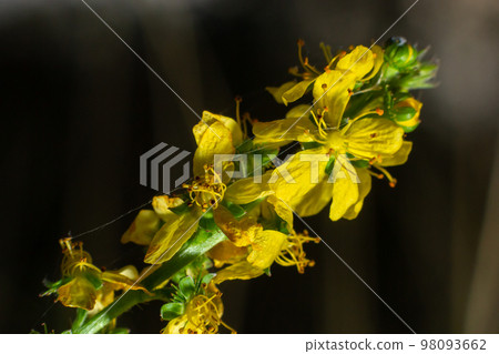 Agrimonia, Eupatoria, is an important medicinal plant with yellow flowers. It is a beautiful 98093662