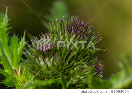 Carduus crispus among flowering plants in the aster family, Asteraceae, and the tribe Cynareae Carduus crispus among flowering plants in the aster family, Asteraceae, and the tribe Cynareae 98093694