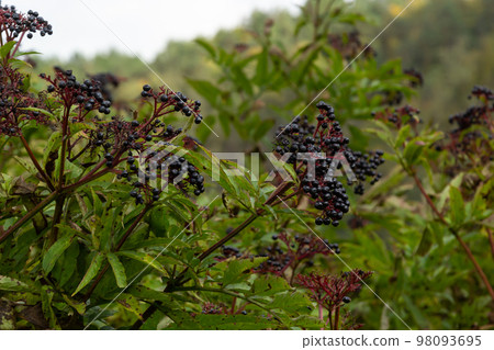 In the wild berries ripe on black grassy elder Sambucus ebulus 98093695