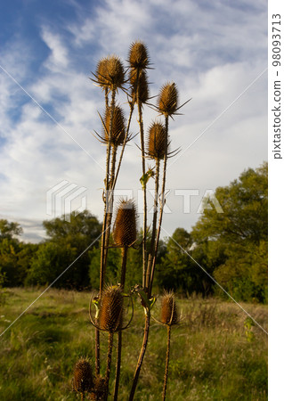 Teasel Dipsacus fullonum in front of a green blurred background, Dipsacus Fullonum - a robust biennial plant. The plants have stalks prickly sticky flower heads and can be invasive but do attract Teasel Dipsacus fullonum in front of a green blurred background, Dipsacus Fullonum - a robust biennial plant. The plants have stalks prickly sticky flower heads and can be invasive but do attract 98093713