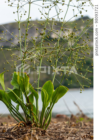 flowers of European water plantain, Alisma plantago aquatica flowers of European water plantain, Alisma plantago aquatica 98093721