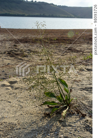 flowers of European water plantain, Alisma plantago aquatica flowers of European water plantain, Alisma plantago aquatica 98093726