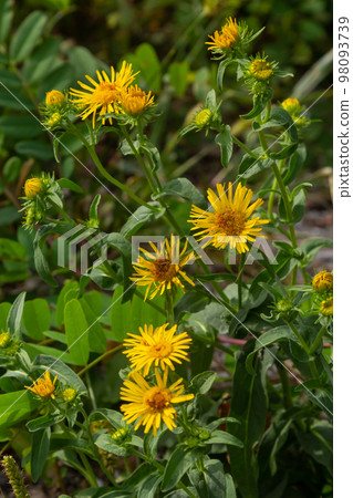 In the summer, the wild medicinal plant Inula blooms in the wild 98093739