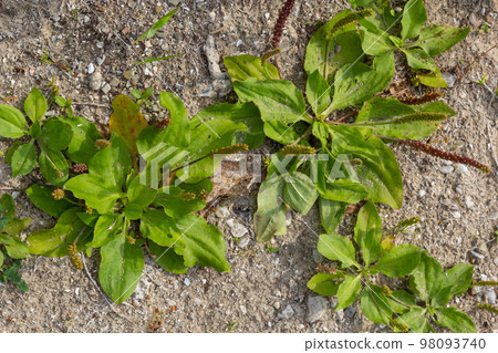 Plantain flowering plant on sandy soil. Plantago major broadleaf plantain, white man's foot or greater plantain 98093740