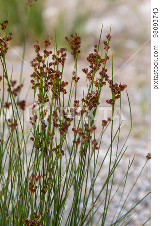 Common Soft Rush Juncus effusus is a perennial herbaceous flowering plant species in the family Juncaceae 98093743