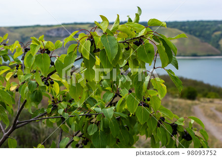 Branch of Common buckthorn Rhamnus cathartica tree in autumn. Beautiful bright view of black berries and green leaves close-up Branch of Common buckthorn Rhamnus cathartica tree in autumn. Beautiful bright view of black berries and green leaves close-up 98093752