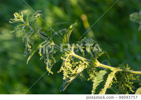 Photo of a plant nettle. Nettle with fluffy green leaves. Background Plant nettle grows in the ground. Plant 98093757