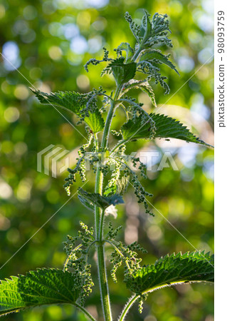 Photo of a plant nettle. Nettle with fluffy green leaves. Background Plant nettle grows in the ground. Plant 98093759