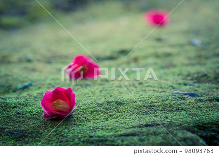 Photographing camellias blooming in spring at Jonangu Shrine in Fushimi Ward, Kyoto City 98093763