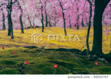 Photographing camellias blooming in spring at Jonangu Shrine in Fushimi Ward, Kyoto City 98093767