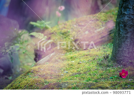 Photographing camellias blooming in spring at Jonangu Shrine in Fushimi Ward, Kyoto City Photographing camellias blooming in spring at Jonangu Shrine in Fushimi Ward, Kyoto City 98093771
