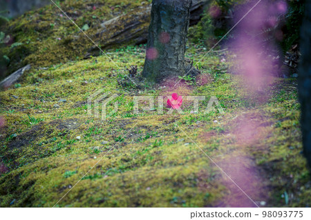 Photographing camellias blooming in spring at Jonangu Shrine in Fushimi Ward, Kyoto City 98093775