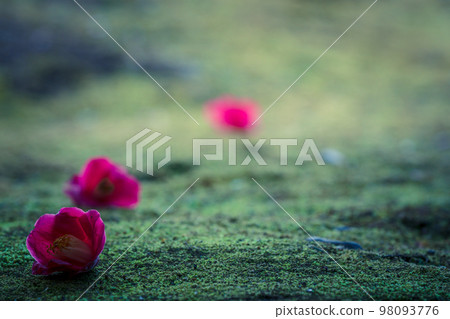 Photographing camellias blooming in spring at Jonangu Shrine in Fushimi Ward, Kyoto City 98093776
