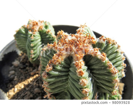 紅色籃子 98093928