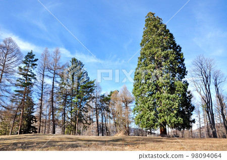 Giant sequoia 98094064
