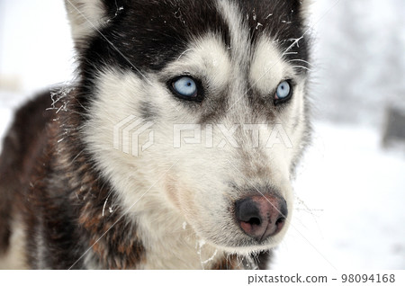 Husky portrait Husky portrait 98094168