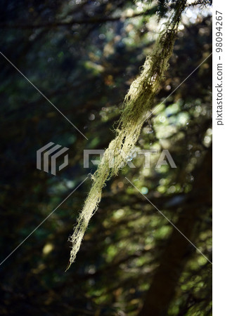 Usnea barbata, old man's beard hanging on a fir tree branch 98094267