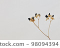 乾花植物背景素材 98094394
