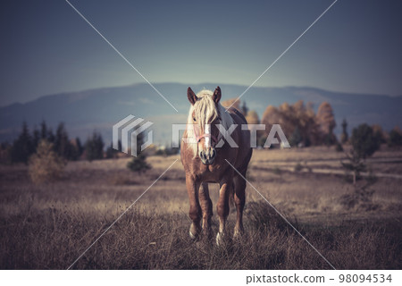 Horse in the meadow Horse in the meadow 98094534
